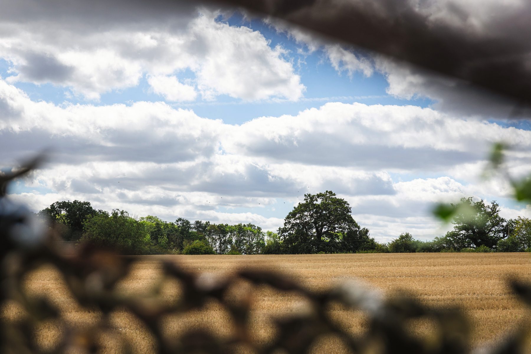 View from inside a net hide across wheat stubble towards a line of trees under a big sky