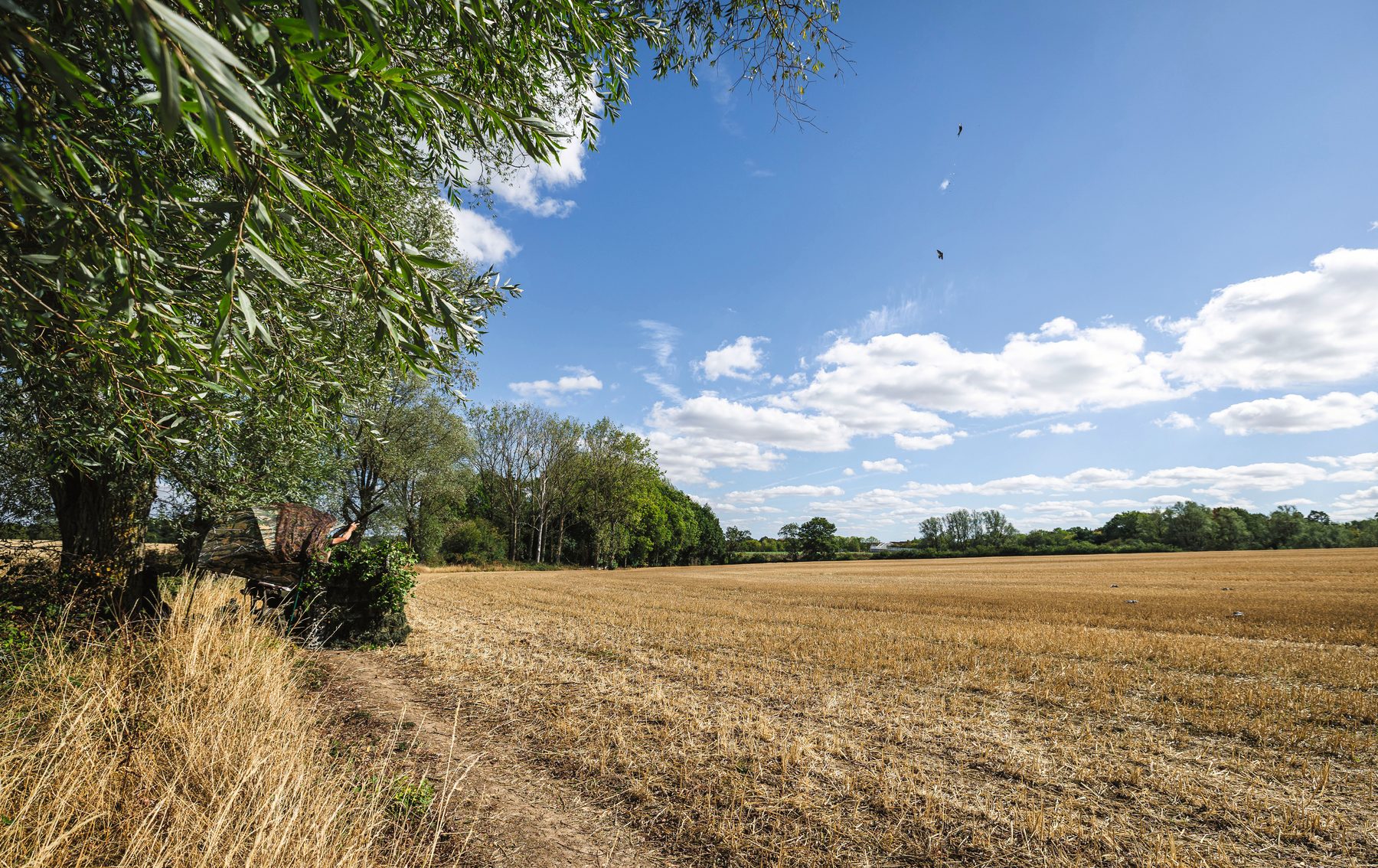 Pigeons falling from a blue sky over a stubble field beside a willow-lined ditch