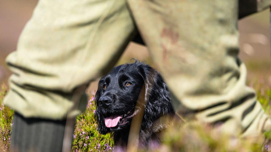 Sporting Life: from breakers to trainers, the keepers who set the standard with gundogs