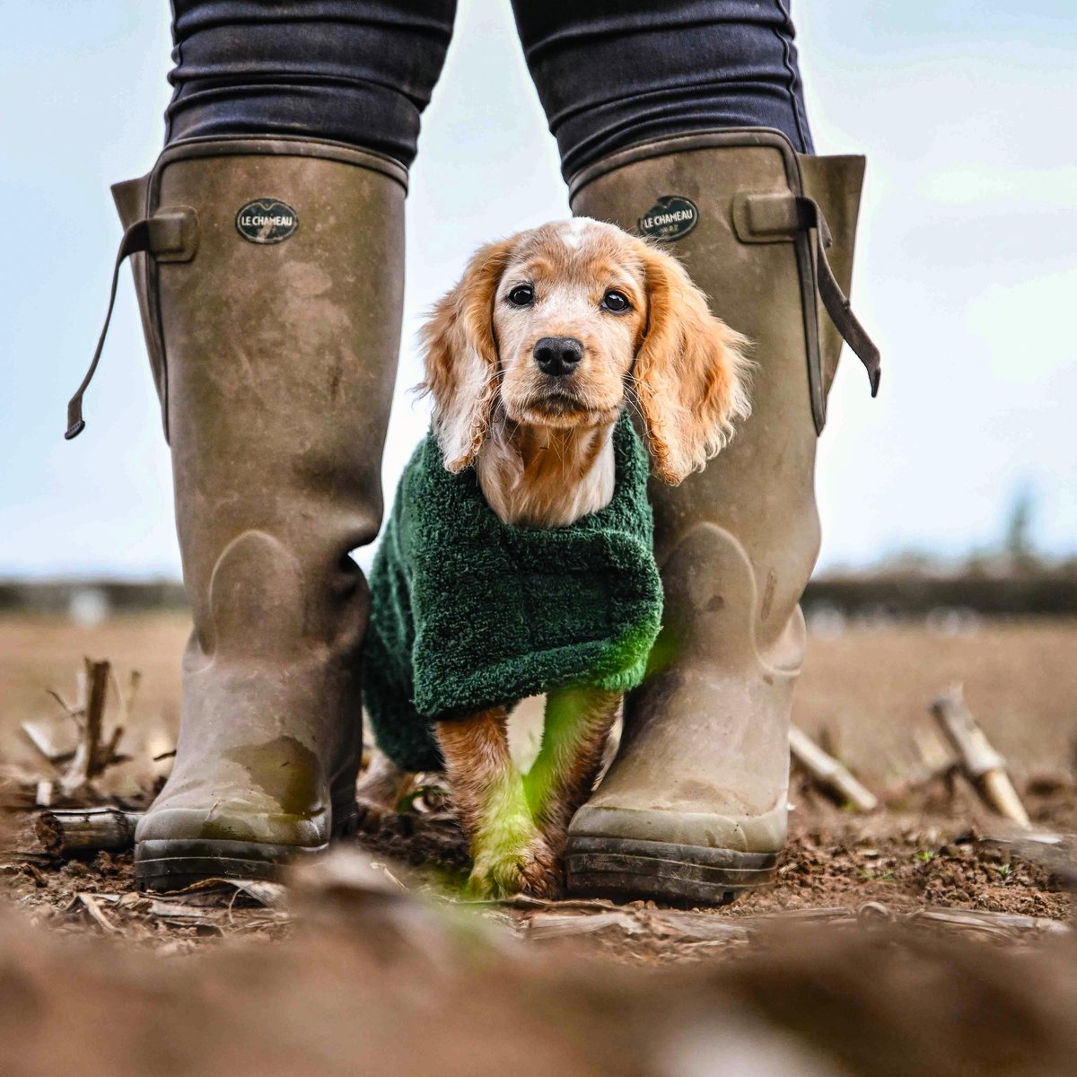 A cocker spaniel in a Sporting Saint towelling drying coat between a pair of wellies on stubble
