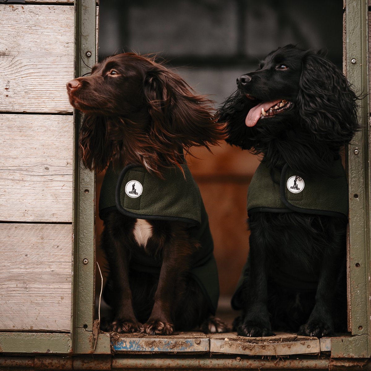 Two spaniels in olive Dog and Field towelling coats sitting in a wooden dog box