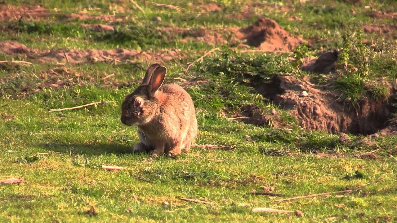 How Deep Is a Typical Rabbit Burrow? | Shooting UK