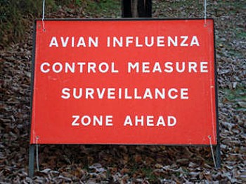 bird flu warning