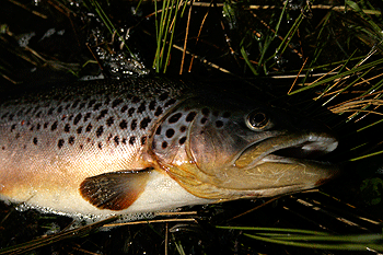Ferox trout: Scotland's mysterious predator - ShootingUK
