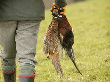 brace of pheasant