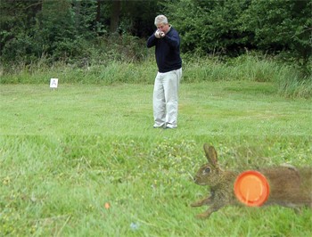 Rabbit clay shooting