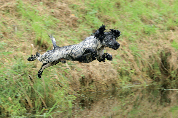 field trials for dogs