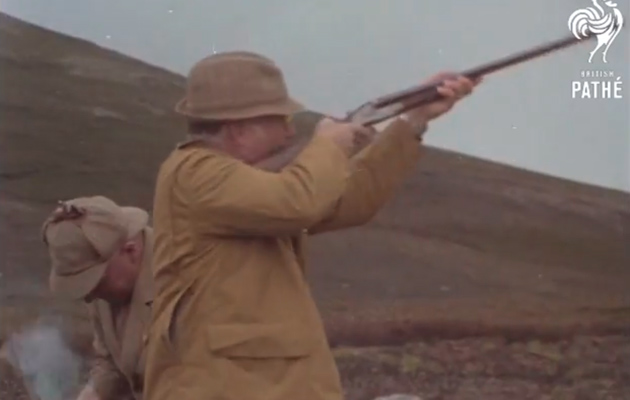 grouse shooting archive video