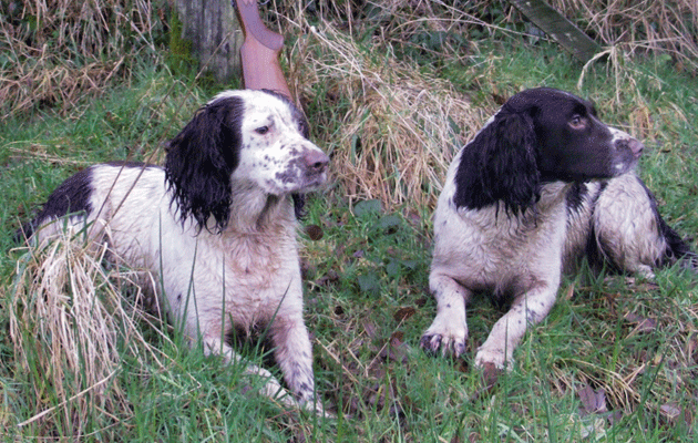 Givendale spaniels