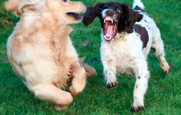 dog fight spaniels