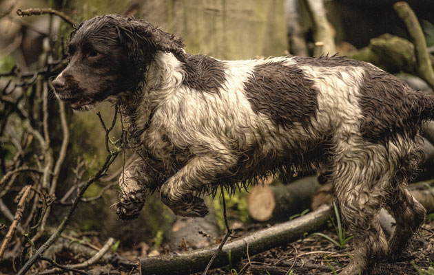 differences between cocker and springer spaniels
