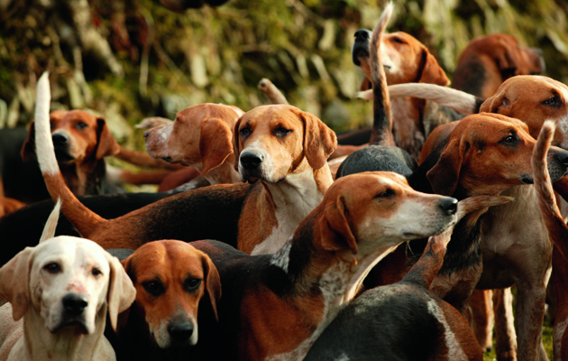 hunting hounds