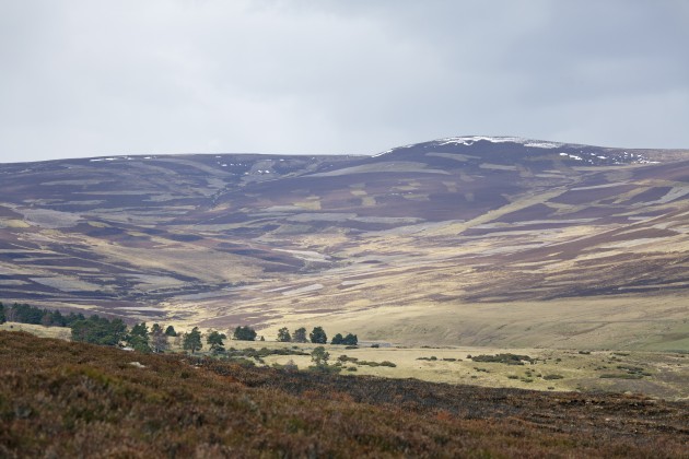Scotland's grouse moors