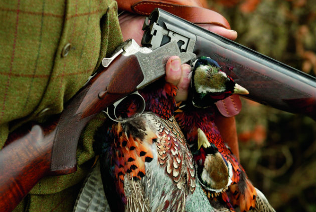 shooter with pheasants