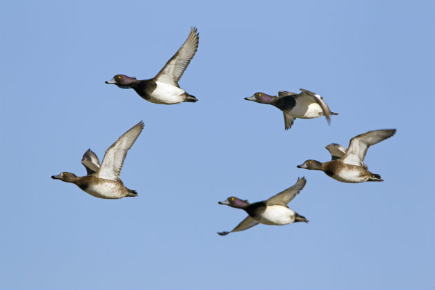 wild ducks in flight