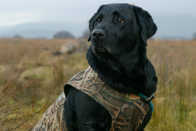 Gundog breed Labrador