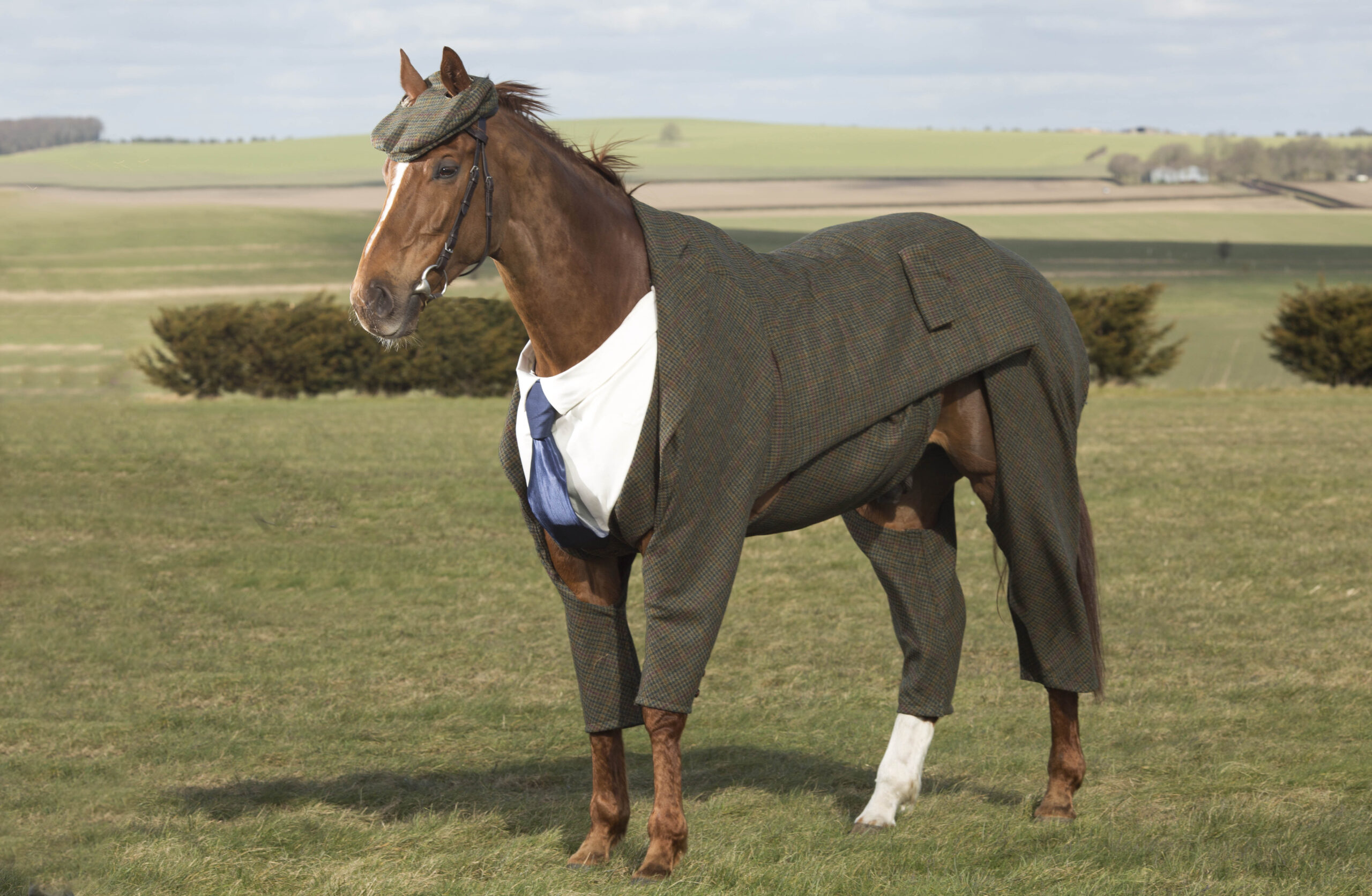 Horse wears tweed suit