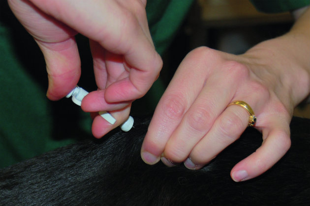 microchipping dogs