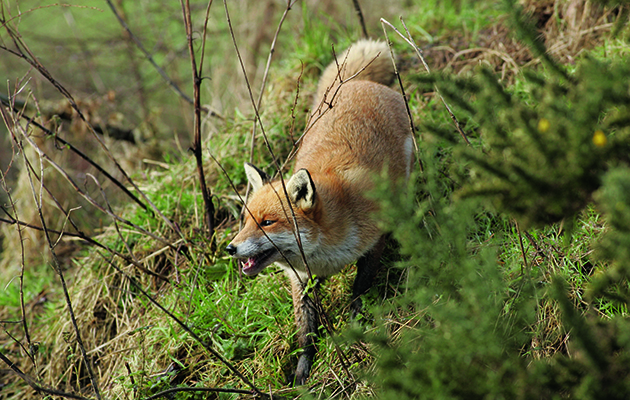 Fox control safety tips