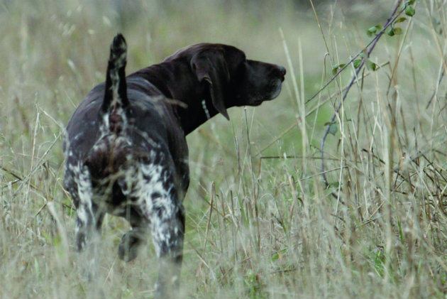 how to choose the right HPR breed