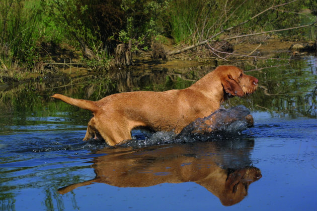 Hungarian wirehaired vizsla