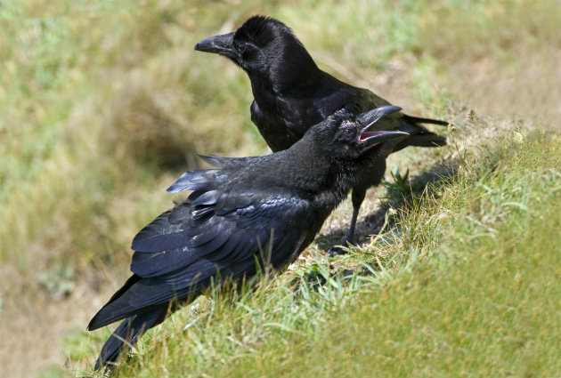 ravens