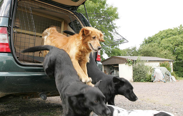 Keep dogs safe from car collisions