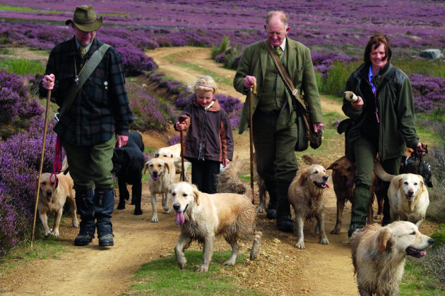 dogs and pickers up on grouse moor