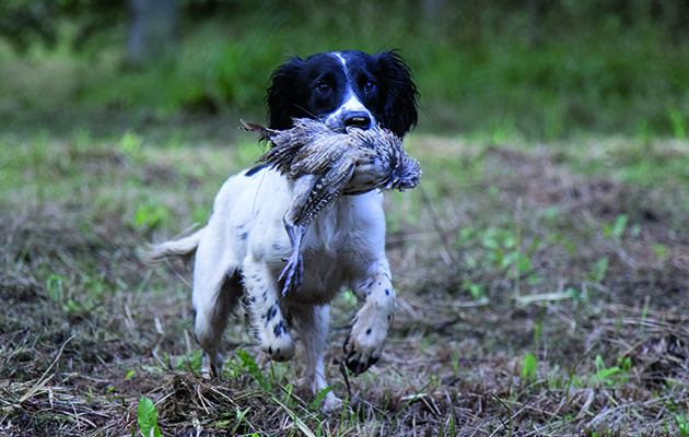 gundogs with shot and cold game