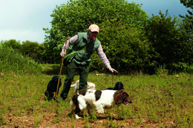 handler with spaniels