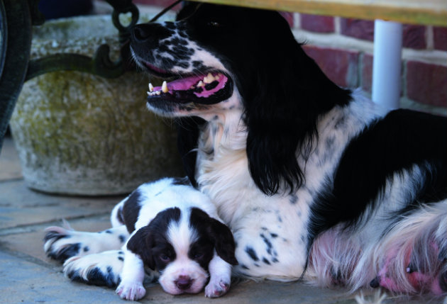 cocker spaniel puppy with mother