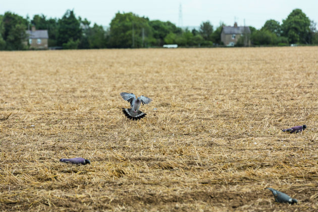 pigeon in field
