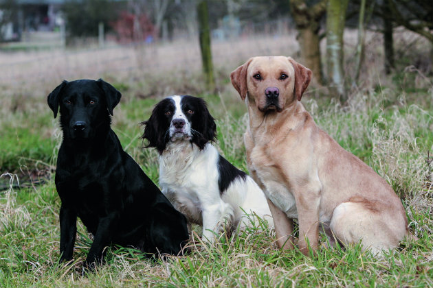 Labradors and spaniels