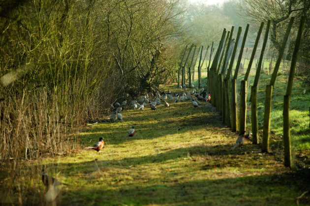 Pheasants in pen