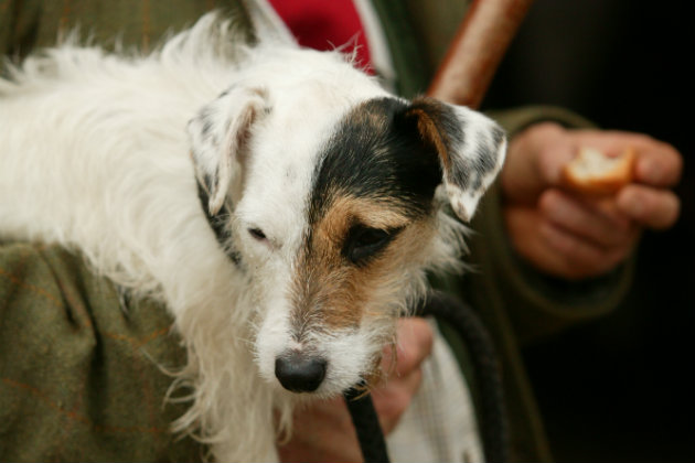 Wire haired Jack Russell terrier