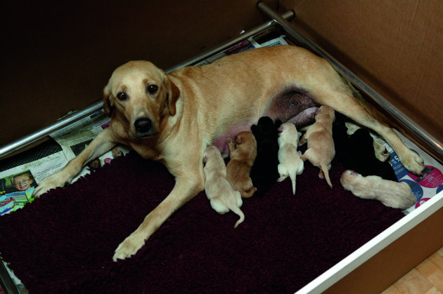 Labrador bitch with puppies