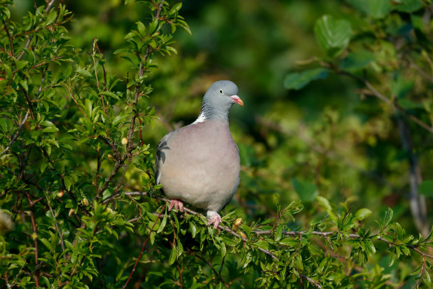 Pigeon in tree