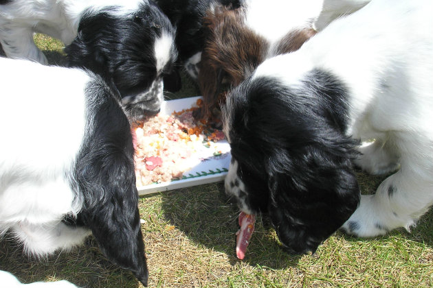 Gundog puppies eating