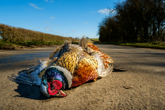 pheasant roadkill
