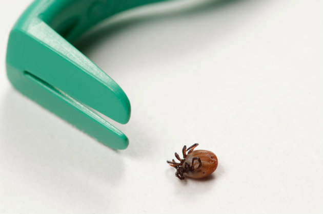 Tick with tick remover