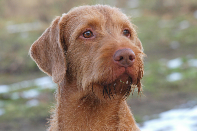 The Hungarian wirehaired vizsla
