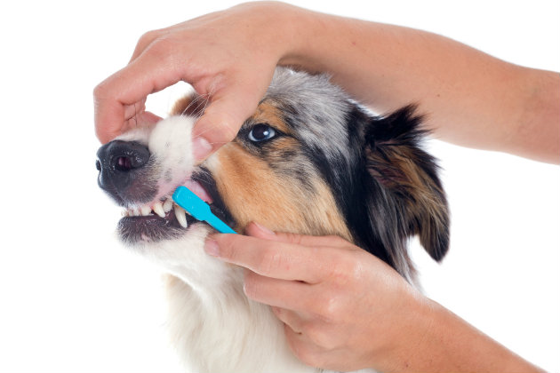 Brushing dogs teeth