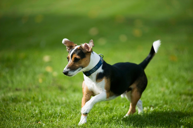 Jack Russell hop