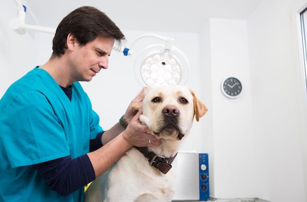 dog ear mites checking by vet