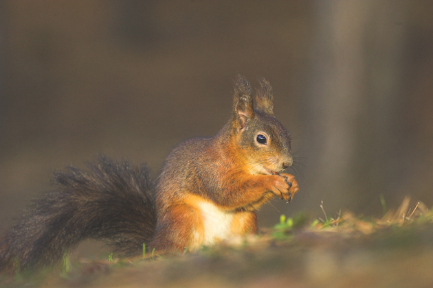 save the red squirrel