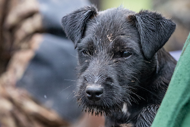 young Patterdale terrier