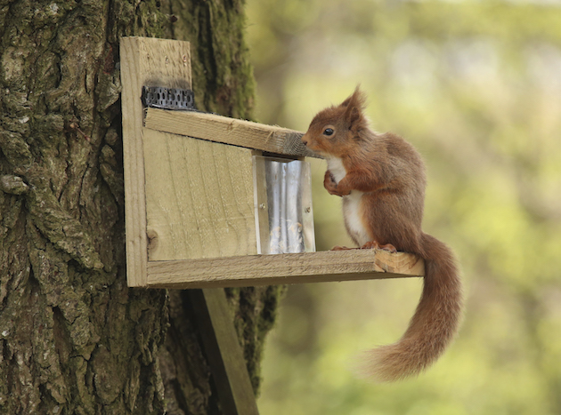 red squirrel box
