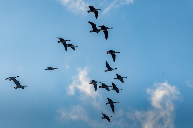 Canada geese in flight