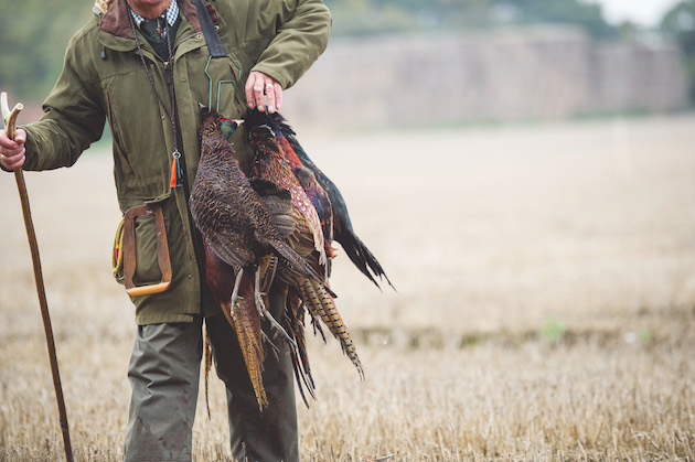 pheasant shooting on a budget