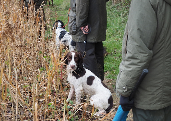 spaniels in the beating line